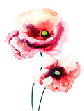 Colorful poppy flowers