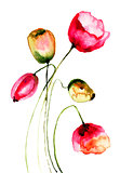 Tulips flowers, watercolor illustration 