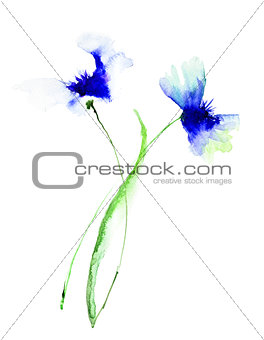 Blue Colored Cornflowers