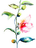 Ipomea flowers illustration