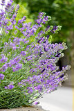 Purple Lavender Plant with Flowers