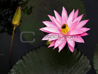 Lotus with a little little spider.