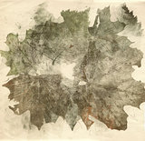 autumn leaves collage sepia background