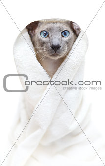 Hairless Cat in Towel