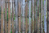 Bamboo Wall Texture 2