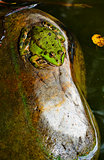 Frog on a rock in a pond