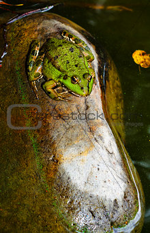 Frog on a rock in a pond