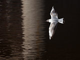 Young bird  flies over a water surface