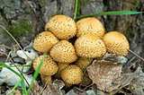 Shaggycap mushrooms (Pholiota squarrosa)