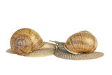 Pair of  snails kissing each other