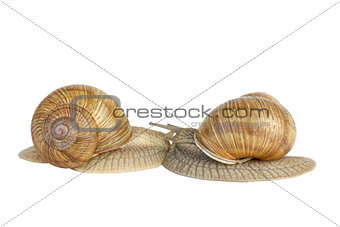 Pair of  snails kissing each other