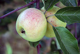 Apple on the apple tree