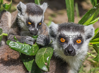 Ring-tailed lemur mother with child