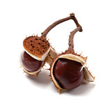 Two horse chestnuts on branch