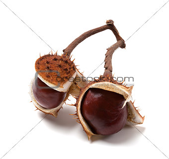 Two horse chestnuts on branch