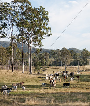 Herd of cows on Australian cattle station