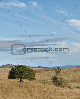 Solitary Australian fig tree blue sky