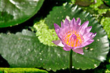 Lotus flower on green blackground