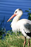 Adult stork in its natural habitat