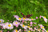 Admiral (vanessa atalanta) butterfly sitting on wild chrysanthemum flowers