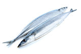 Two fresh pacific saury fishes
