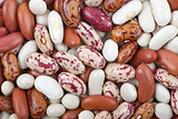 Haricot beans of different breeds and colours