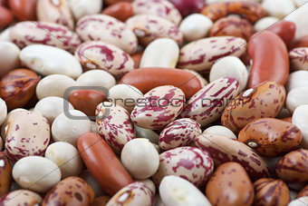 Haricot beans of different breeds and colours