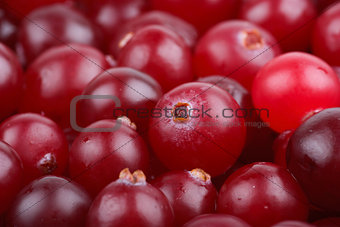 Some cranberries close-up. 
