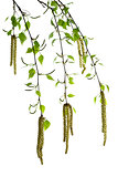 New birch branches with blossom