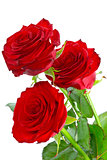 Three beautiful red roses