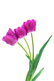 Three purple tulips