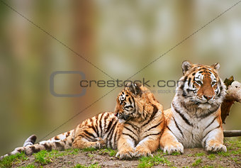 Beautiful image of tigress relaxing on grassy hill with cub
