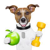 fitness and healthy dog
