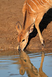 Nyala antelope drinking