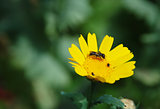 Closeup of a bee on a yellow corn daisy