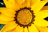 Closeup of bright yellow gazania flower