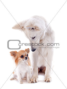 Swiss shepherd and chihuahua