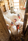 Turkeys on the farm