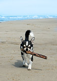 chihuahua on the beach