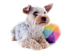 yorkshire terrier and ball