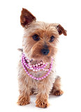 yorkshire terrier and collar