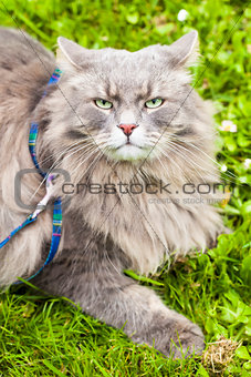 Big gray cat with long hair ready to attack