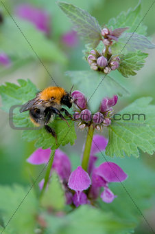 bumble-bee on the flowering plant