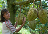 in the durian plantation