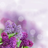 Branch with lilac flowers