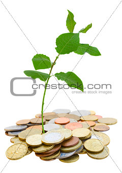 pile of coins with sprout