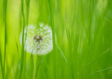 Dandelion Flower  in a Green Meadow