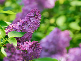 Purple Lilac? Flowers on the Blurred Green Background