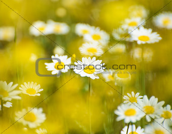 Beautiful Field of Sunny Chamomile Flowers