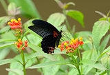 Great Mormon butterfly (Papilio memnon)